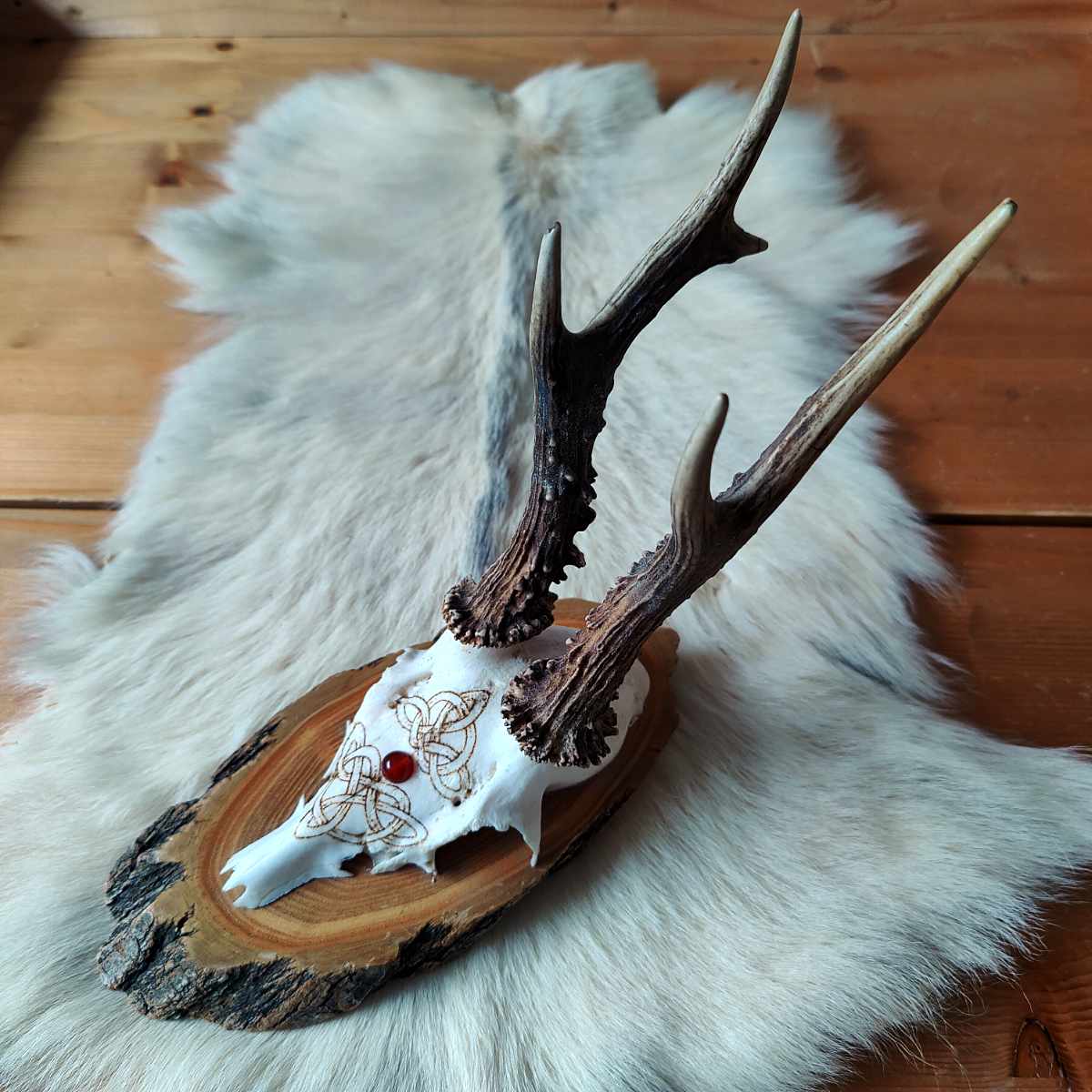 Rehbock – Keltischer Knoten