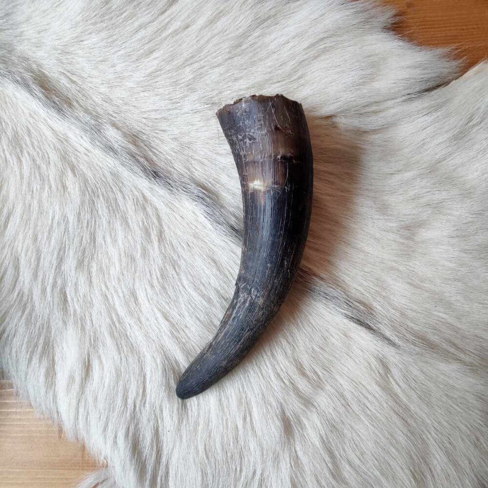 Rinderhorn – Bild 3