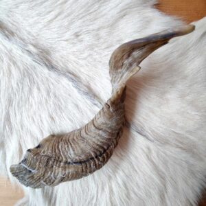 Schafshorn – Gedreht & Hell