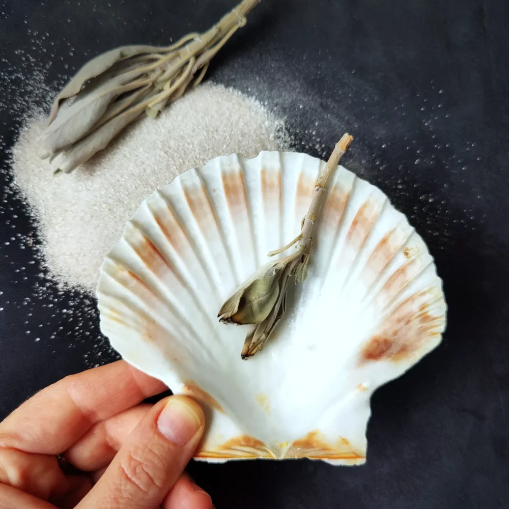 Hand hält eine Jakobsmuschel mit einem kleinen Salbeibündel darin. Natürliche Räucherschale aus Muschel und Salbei von Glut & Sichel.