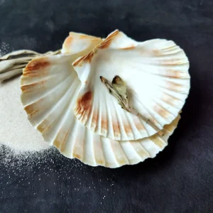 Geöffnete Jakobsmuschel mit getrocknetem Salbei auf hellem Sand. Räucherschale von Glut & Sichel, inspiriert von Meer und Erde – aus der Schweiz.