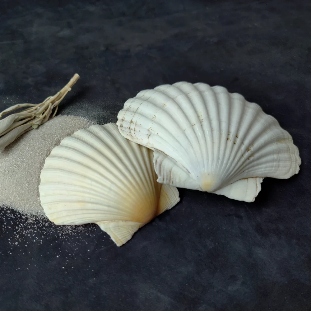 Zwei Jakobsmuscheln mit feinem Sand und einem kleinen Salbeibündel auf dunklem Untergrund. Handgemachtes Räucherzubehör aus der Schweiz von Glut & Sichel – naturverbunden und symbolisch.