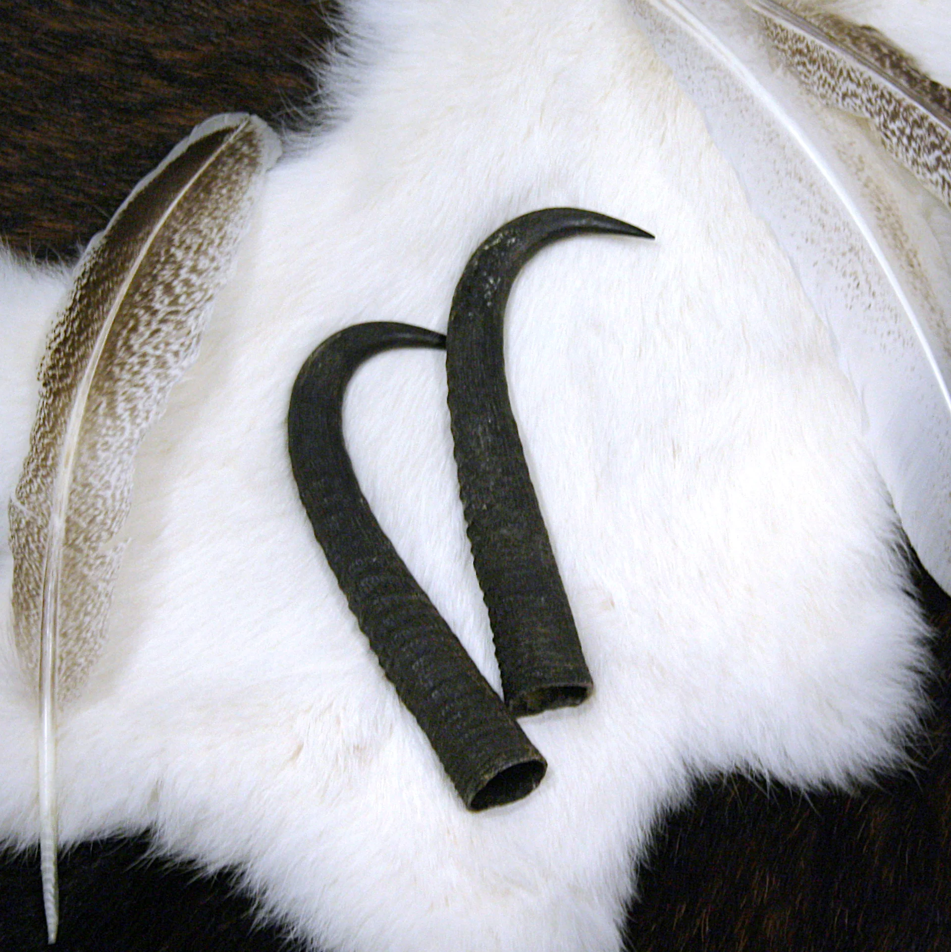 Gamskrucken Paar Schweiz dunkle Naturhörner Detail