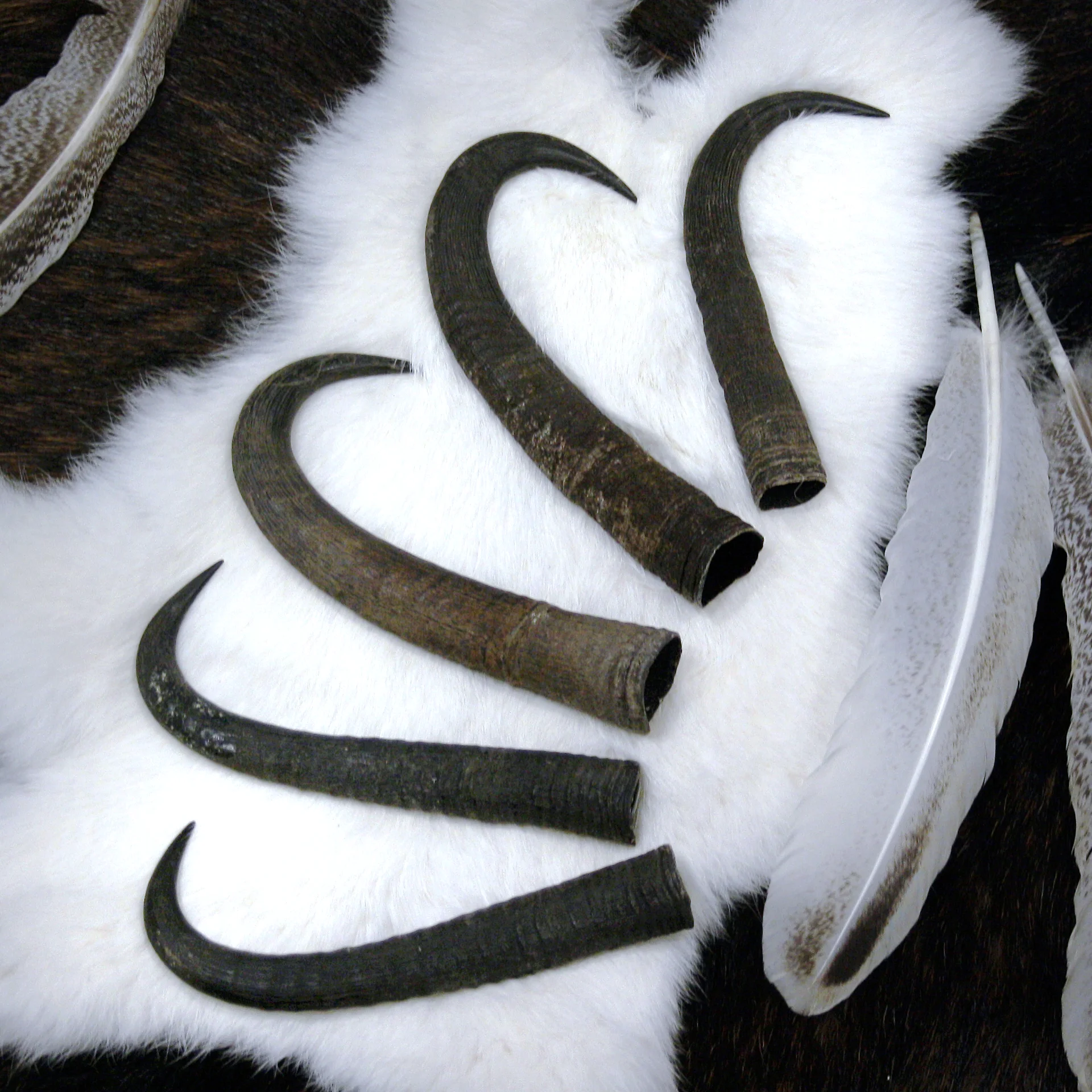 gebogene Gams Hörner naturbelassen Ritualmaterial