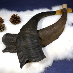 Zwei Blashörner aus Ziegenhorn mit Holzmundstück auf weissem Fell