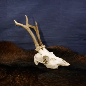 Rehbockschädel mit Unterkiefer auf dunklem Fell vor blauem Hintergrund
