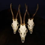 Drei Rehbockschädel nebeneinander auf dunklem Fell arrangiert