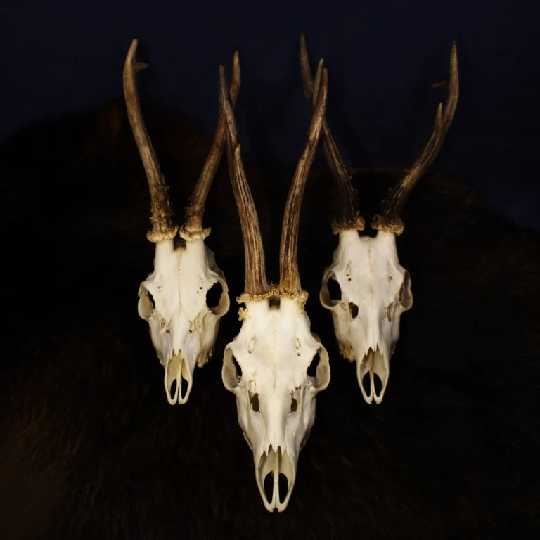 Drei Rehbockschädel nebeneinander auf dunklem Fell arrangiert