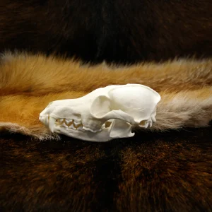 A Qualität Fuchsschädel in Seitenansicht auf dunklem Fellhintergrund