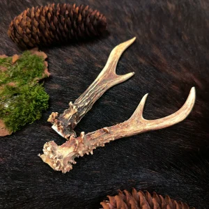 Rehgehörn Rehbock Detail Gabler natürlich gewachsen