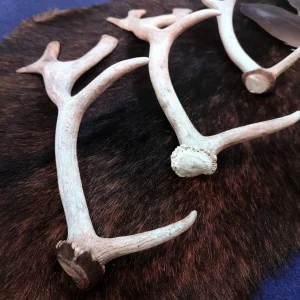 Detail eines Dammhirschgeweihs Halbschaufler naturbelassen