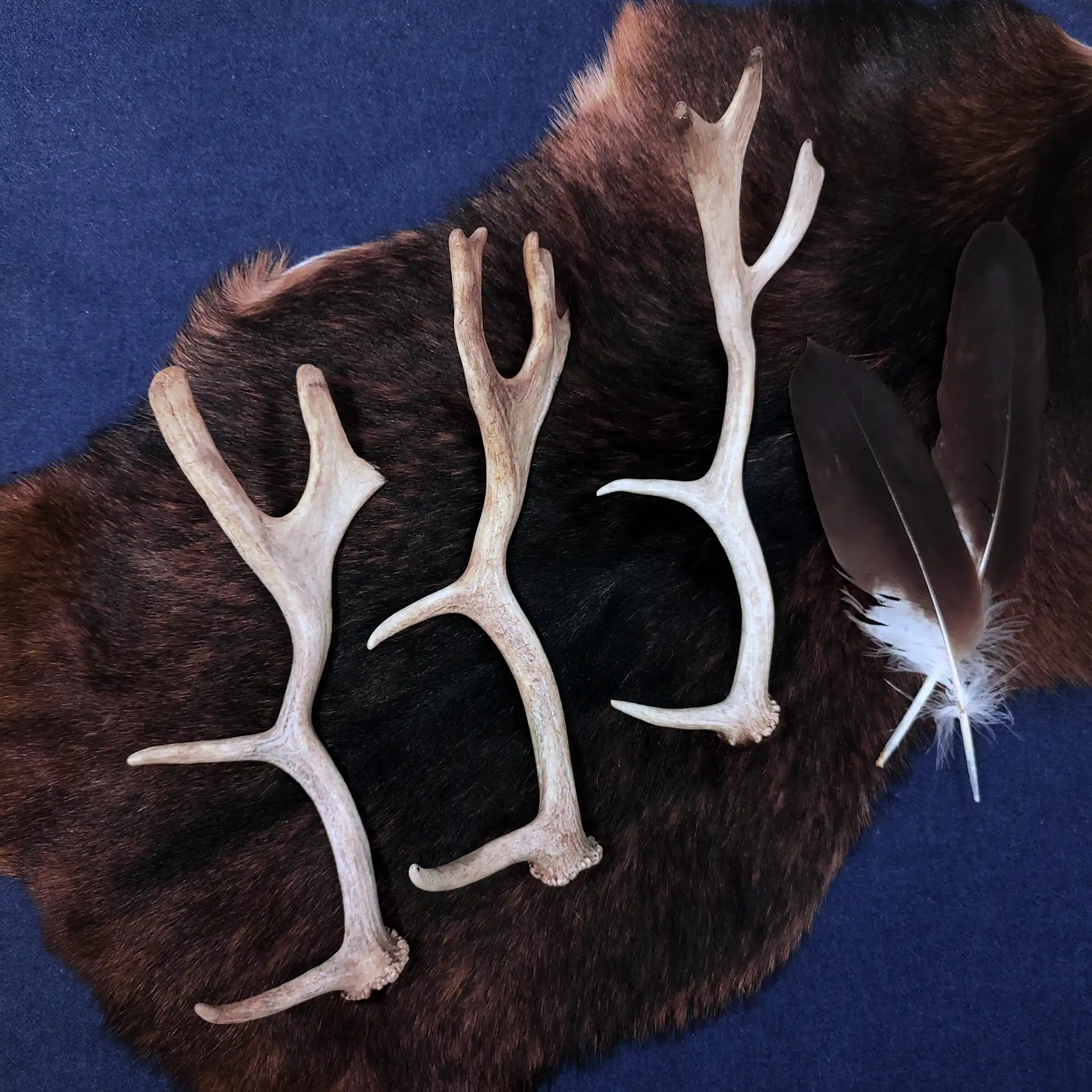 Drei Dammhirschgeweihe aus der Schweiz auf Fell arrangiert