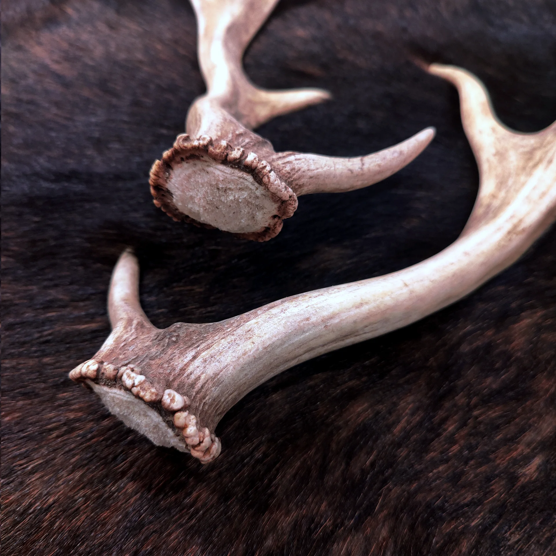 Unterseite eines Dammhirschgeweihs mit natürlicher Rose