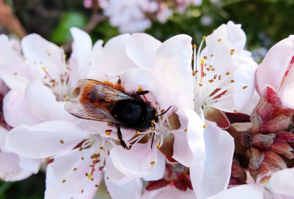 Eine Wildbine auf rosa Pfirsichblüten